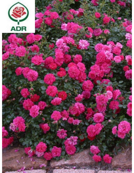 KNIRPS róża okrywowa
