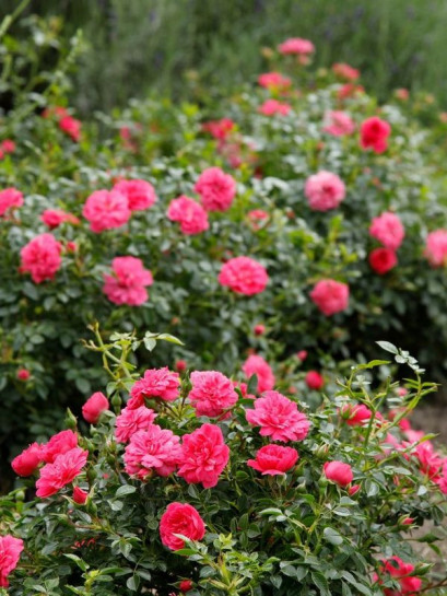 KNIRPS róża okrywowa