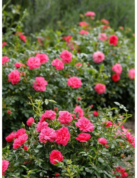 KNIRPS róża okrywowa