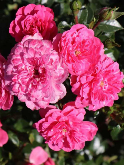 róża okrywowa KNIRPS