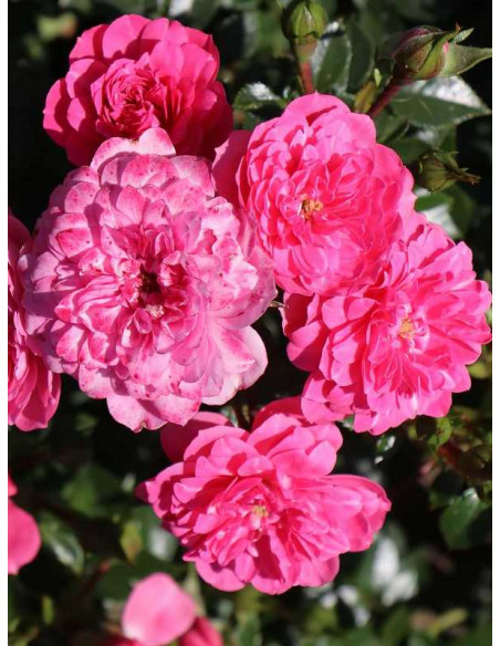 róża okrywowa KNIRPS