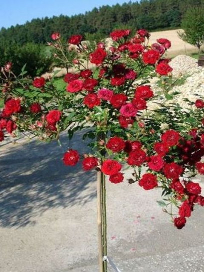 róża pienna fairy dance