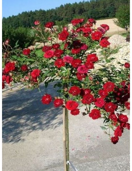 róża pienna fairy dance