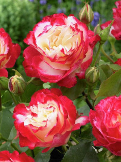 róże wielkokwiatowe Double Delight