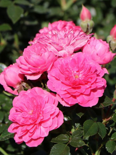 okrywowa róża KNIRPS