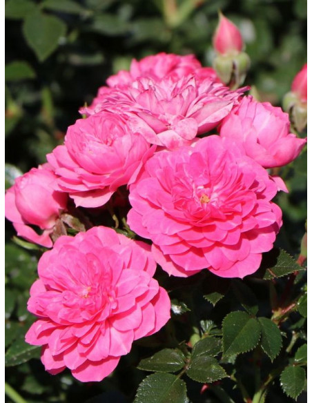 okrywowa róża KNIRPS