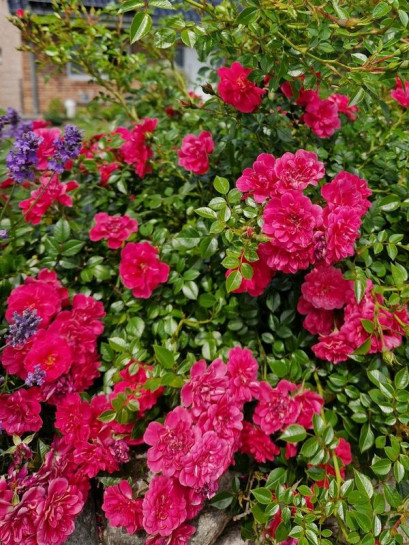 KNIRPS okrywowa róża