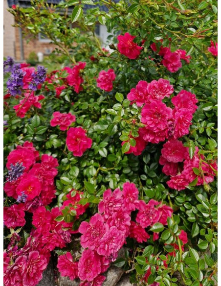 KNIRPS okrywowa róża