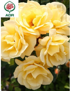 CANDELA róża okrywowa