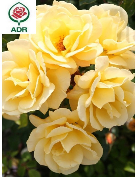 CANDELA róża okrywowa