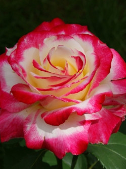 róże wielkokwiatowe Double Delight 2