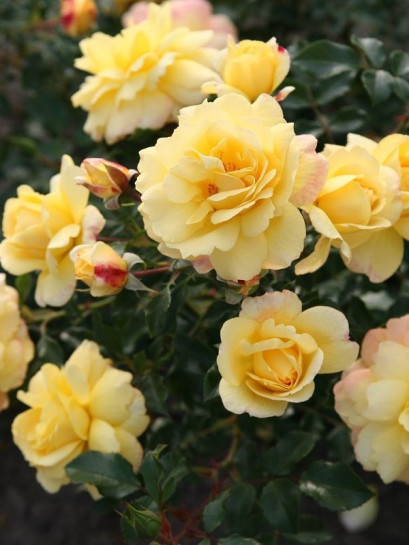 CANDELA okrywowa róża