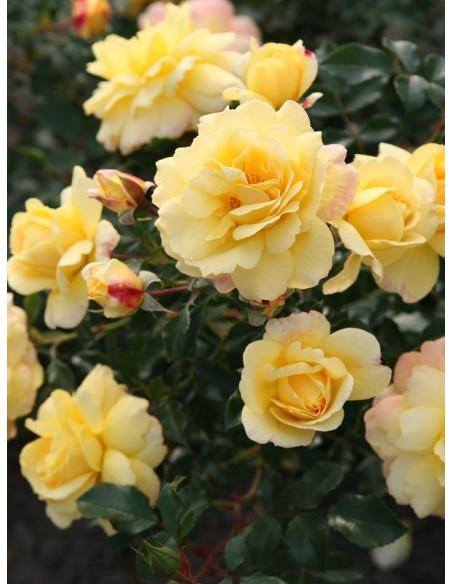 CANDELA okrywowa róża