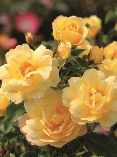 róża okrywowa CANDELA