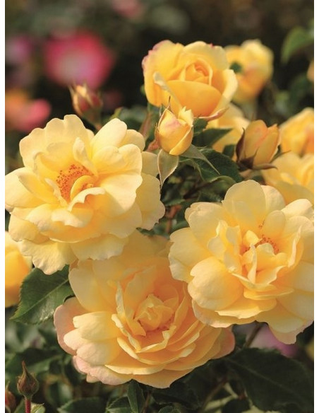 róża okrywowa CANDELA