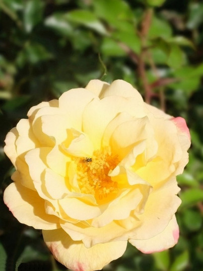 okrywowa róża CANDELA