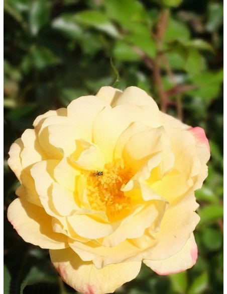 okrywowa róża CANDELA