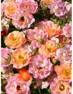 JAZZ róża okrywowa