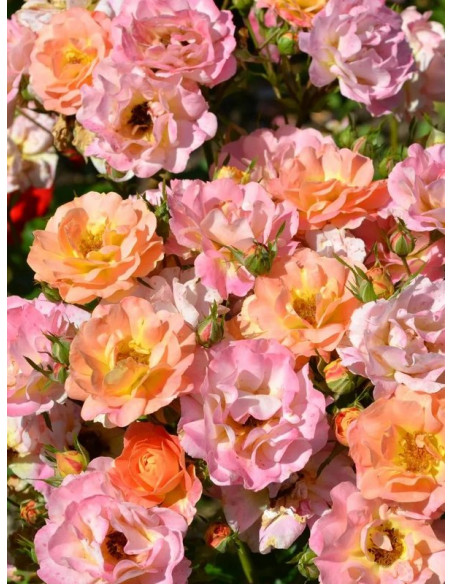 JAZZ róża okrywowa