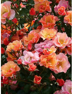 JAZZ róża okrywowa 2