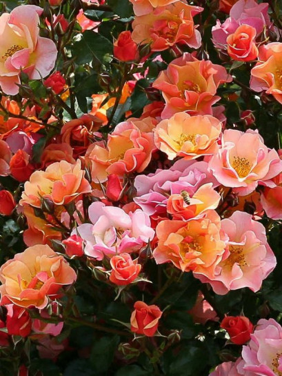 JAZZ okrywowa róża