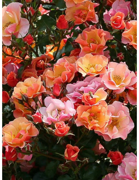 JAZZ okrywowa róża