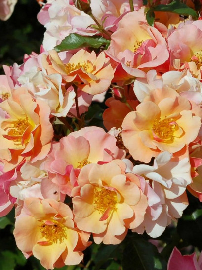 róża okrywowa JAZZ