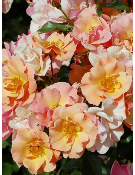 róża okrywowa JAZZ