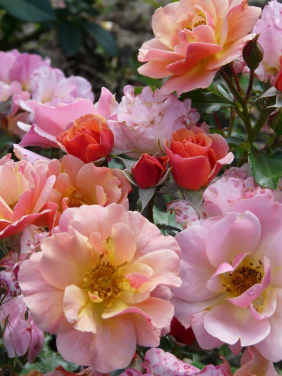 okrywowa róża JAZZ