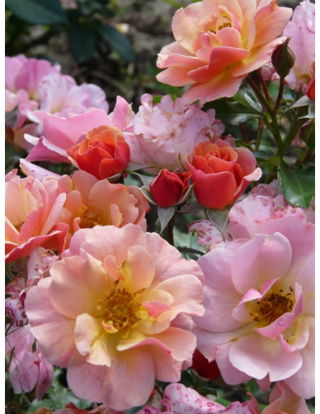 okrywowa róża JAZZ