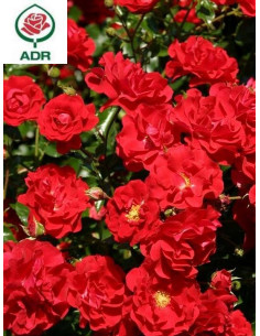 SALSA róża okrywowa