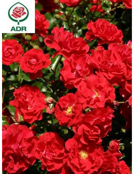 SALSA róża okrywowa