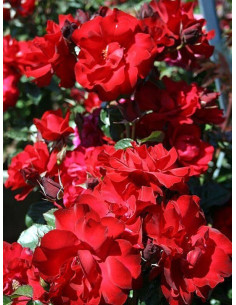 SALSA róża okrywowa 2