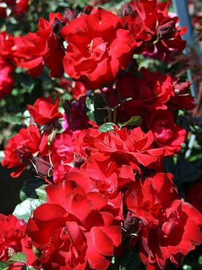 SALSA okrywowa róża