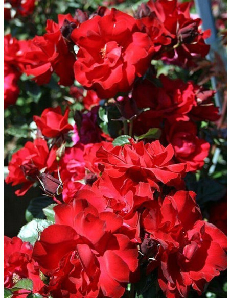 SALSA okrywowa róża