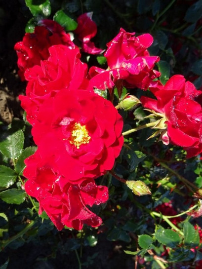 róża okrywowa SALSA