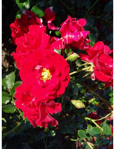 róża okrywowa SALSA