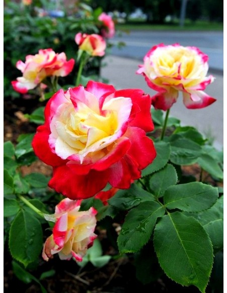 róże wielkokwiatowe Double Delight