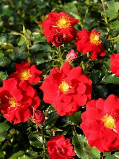 okrywowa róża SALSA