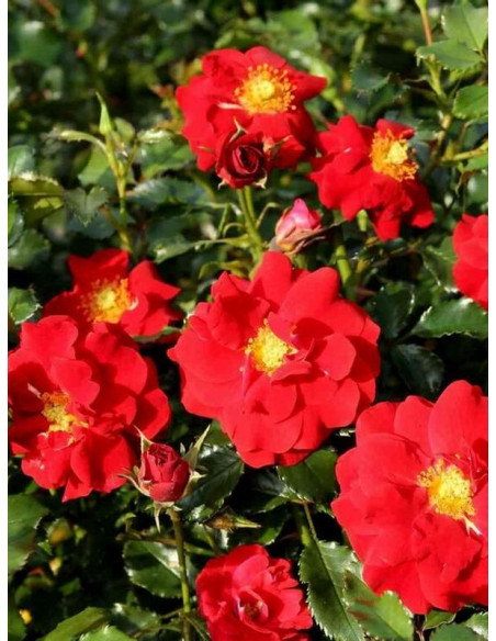 okrywowa róża SALSA