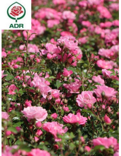 SATINA róża okrywowa