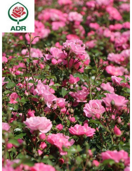 SATINA róża okrywowa