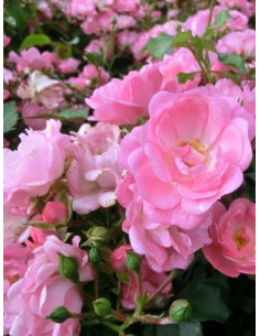 SATINA róża okrywowa 2