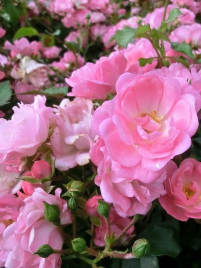 SATINA okrywowa róża