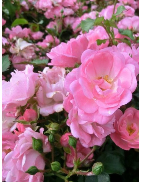 SATINA okrywowa róża