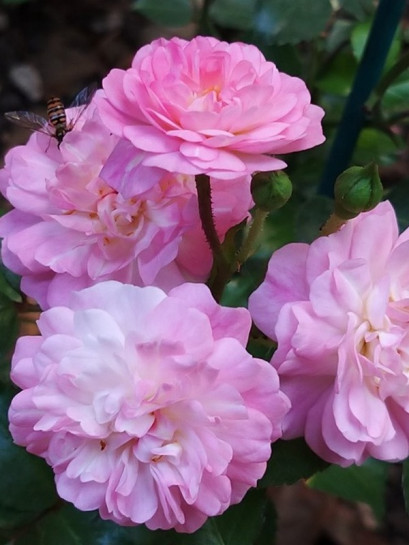 róża okrywowa SATINA