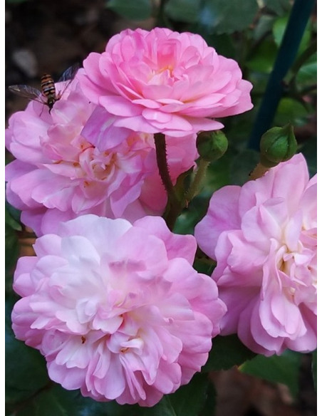 róża okrywowa SATINA