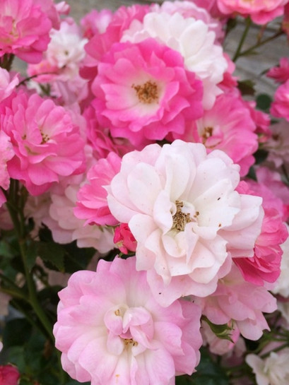 okrywowa róża SATINA