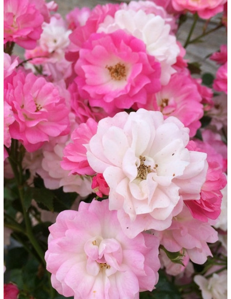 okrywowa róża SATINA