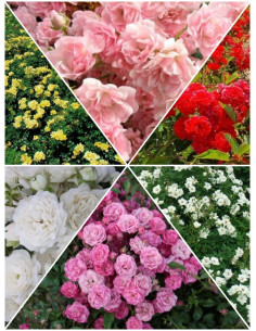 Kolekcja 6 róż okrywowych